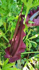 Fotografia da espécie Dracunculus vulgaris