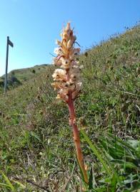 Fotografia da espécie Orobanche artemisiae-campestris