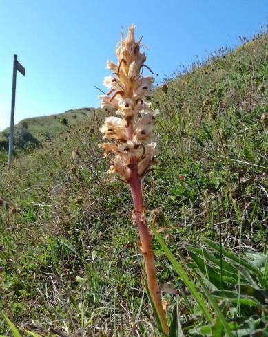 Fotografia de capa Orobanche artemisiae-campestris - do Jardim Botânico