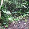 Fotografia 7 da espécie Carludovica palmata do Jardim Botânico UTAD