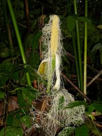 Fotografia da espécie Carludovica palmata