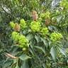 Fotografia 12 da espécie Trochodendron aralioides do Jardim Botânico UTAD