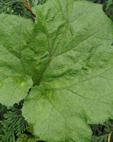Fotografia de capa Gunnera manicata - do Jardim Botânico