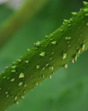 Fotografia 4 da espécie Gunnera manicata no Jardim Botânico UTAD
