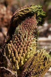 Fotografia da espécie Gunnera manicata