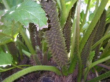 Fotografia da espécie Gunnera manicata