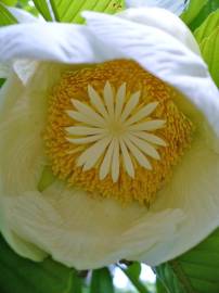 Fotografia da espécie Dillenia indica
