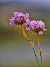 Fotografia da espécie Armeria humilis subesp. odorata