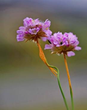 Fotografia 1 da espécie Armeria humilis subesp. odorata no Jardim Botânico UTAD