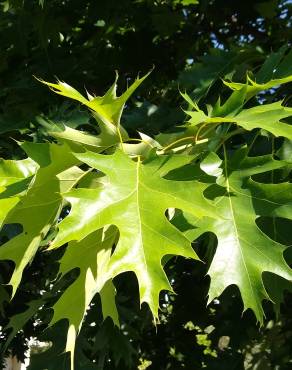 Fotografia 17 da espécie Quercus rubra no Jardim Botânico UTAD