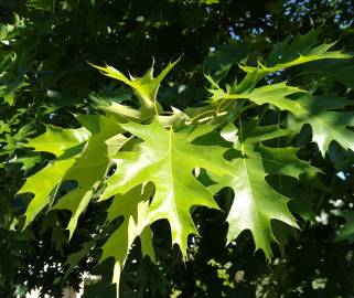 Fotografia da espécie Quercus rubra