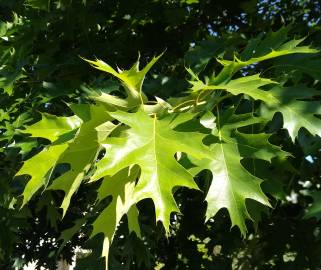 Fotografia da espécie Quercus rubra