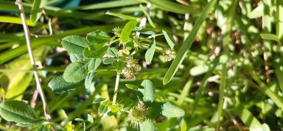 Fotografia da espécie Medicago polymorpha