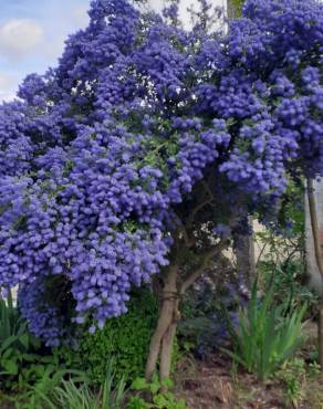 Fotografia 13 da espécie Ceanothus thyrsiflorus var. repens no Jardim Botânico UTAD