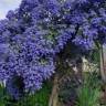 Fotografia 13 da espécie Ceanothus thyrsiflorus var. repens do Jardim Botânico UTAD