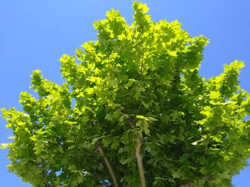 Fotografia da espécie Acer platanoides