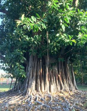 Fotografia 3 da espécie Ficus elastica no Jardim Botânico UTAD