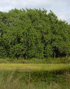 Fotografia 5 da espécie Ficus elastica no Jardim Botânico UTAD