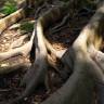 Fotografia 9 da espécie Ficus elastica do Jardim Botânico UTAD