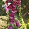 Fotografia 16 da espécie Digitalis purpurea subesp. purpurea do Jardim Botânico UTAD