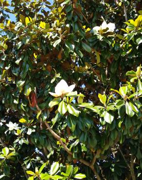 Fotografia 11 da espécie Magnolia grandiflora no Jardim Botânico UTAD