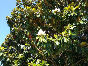 Fotografia da espécie Magnolia grandiflora