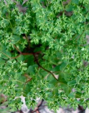 Fotografia 11 da espécie Euphorbia peplus var. peploides no Jardim Botânico UTAD