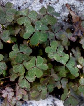 Fotografia 15 da espécie Oxalis corniculata subesp. corniculata no Jardim Botânico UTAD