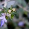 Fotografia 11 da espécie Teucrium fruticans do Jardim Botânico UTAD