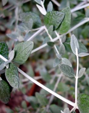 Fotografia 12 da espécie Teucrium fruticans no Jardim Botânico UTAD