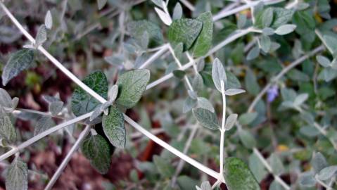 Fotografia da espécie Teucrium fruticans