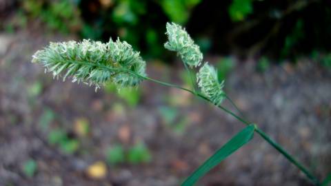 Fotografia da espécie Dactylis glomerata subesp. hispanica