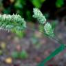 Fotografia 15 da espécie Dactylis glomerata subesp. hispanica do Jardim Botânico UTAD