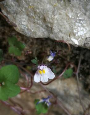 Fotografia 18 da espécie Cymbalaria muralis subesp. muralis no Jardim Botânico UTAD