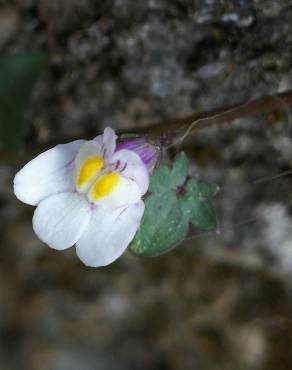 Fotografia 19 da espécie Cymbalaria muralis subesp. muralis no Jardim Botânico UTAD