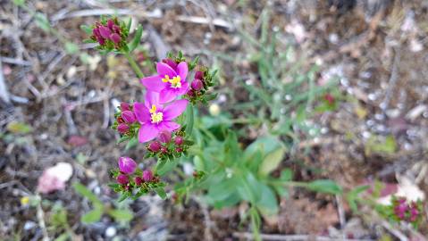 Fotografia da espécie Centaurium erythraea subesp. erythraea