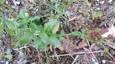 Fotografia da espécie Centaurium erythraea subesp. erythraea