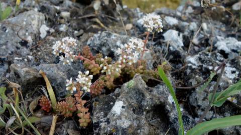 Fotografia da espécie Sedum brevifolium