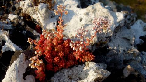 Fotografia da espécie Sedum brevifolium