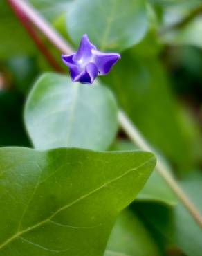 Fotografia 17 da espécie Vinca difformis subesp. difformis no Jardim Botânico UTAD