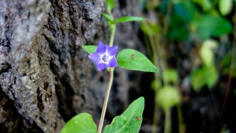 Fotografia da espécie Vinca difformis subesp. difformis