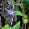 Fotografia 19 da espécie Vinca difformis subesp. difformis do Jardim Botânico UTAD