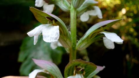 Fotografia da espécie Acanthus mollis