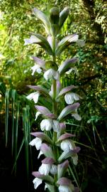 Fotografia da espécie Acanthus mollis