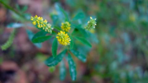 Fotografia da espécie Melilotus indicus