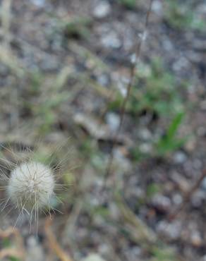 Fotografia 19 da espécie Lagurus ovatus no Jardim Botânico UTAD