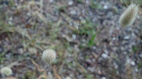 Fotografia da espécie Lagurus ovatus