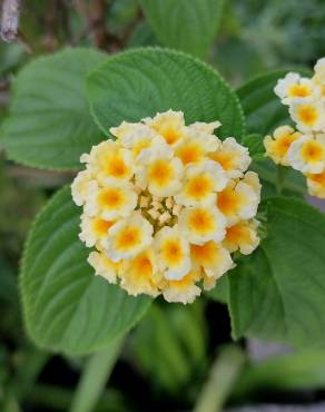 Fotografia 14 da espécie Lantana camara no Jardim Botânico UTAD