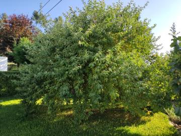 Fotografia da espécie Elaeagnus umbellata
