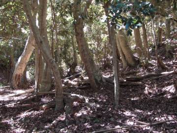 Fotografia da espécie Aextoxicon punctatum